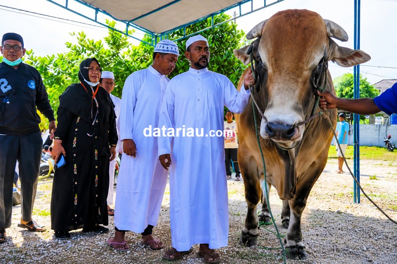 Tradisi Qurban Fantastis H Fathullah, Tahun Ini Sapi Jumbo 1,3 Ton Disiapkan Untuk Disembelih